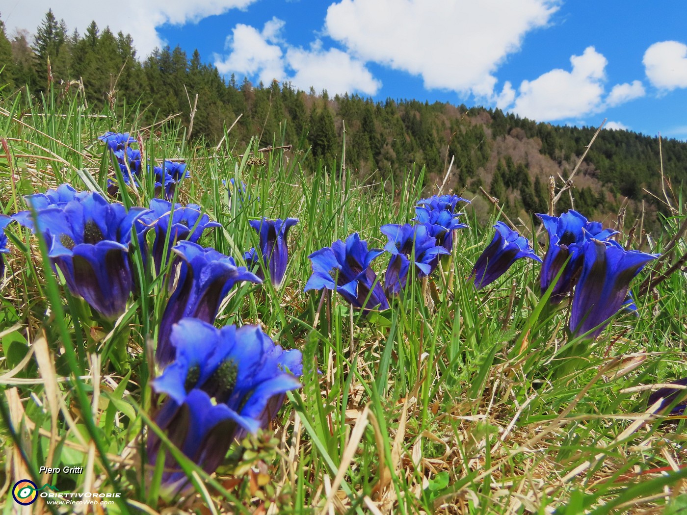 46 Fiori di Gentiana clusii (Genziana di Clusius).JPG